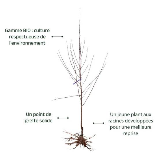Pêcher 'Précoce de Hale' BIO (Prunus persica 'Précoce de Hale') - Scion de 100 à 150cm - Pépinières Naudet - Image 3