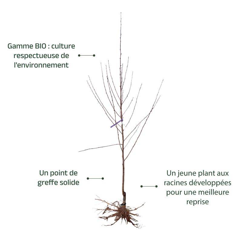 Pêcher 'Précoce de Hale' BIO (Prunus persica 'Précoce de Hale') - Scion de 100 à 150cm - Pépinières Naudet - Image 3
