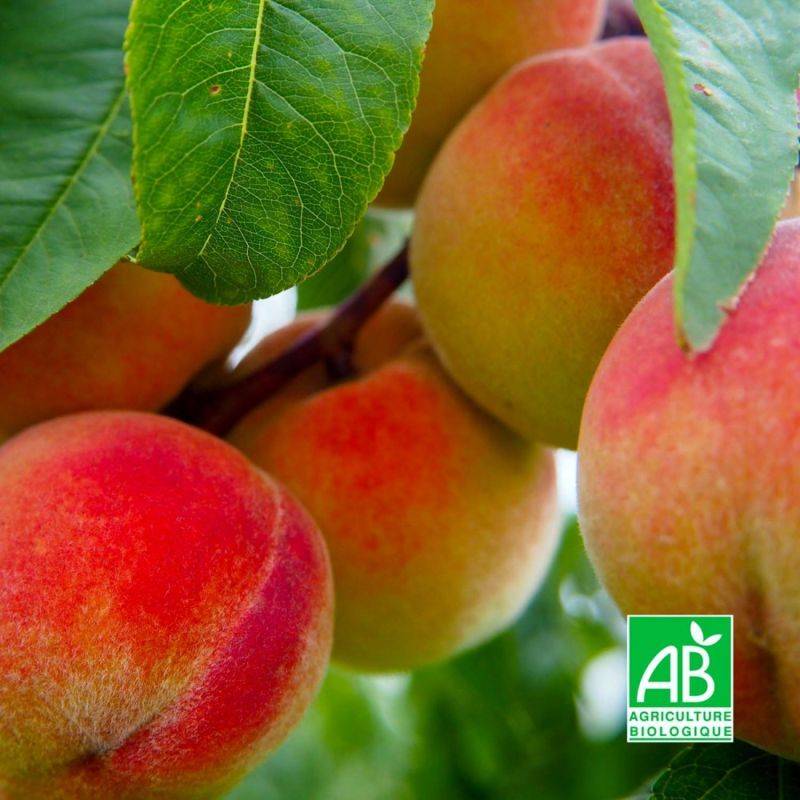 Pêcher 'Précoce de Hale' BIO (Prunus persica 'Précoce de Hale') - Scion de 100 à 150cm - Pépinières Naudet - Image 1