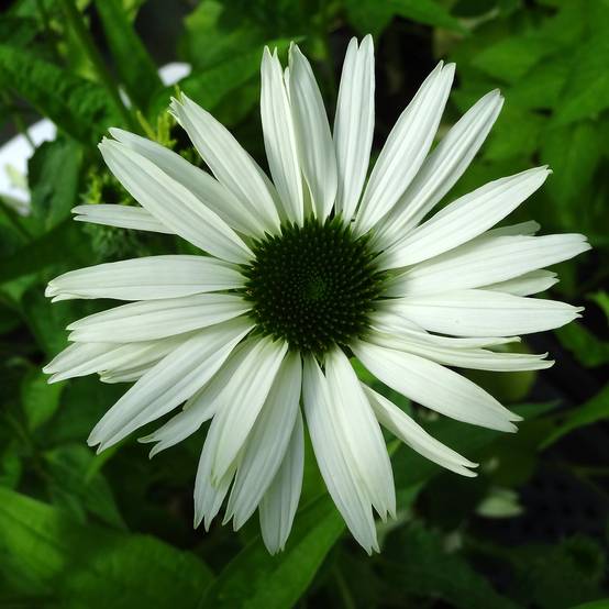 Echinacea purpurea Virgin - Echinacée Godet de 8/9 cm