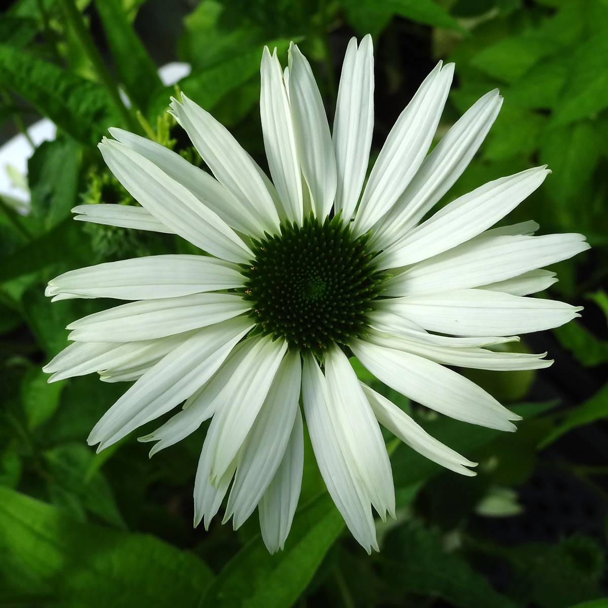 Echinacea purpurea Virgin - Echinacée Godet de 8/9 cm