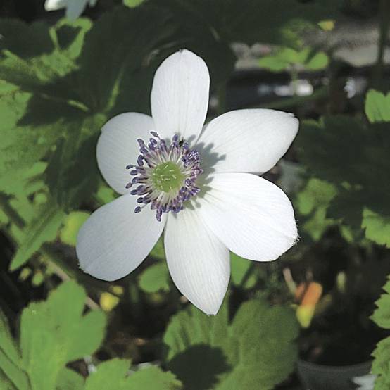 Anémone des rives - Anemone rivularis Godet de 8/9 cm