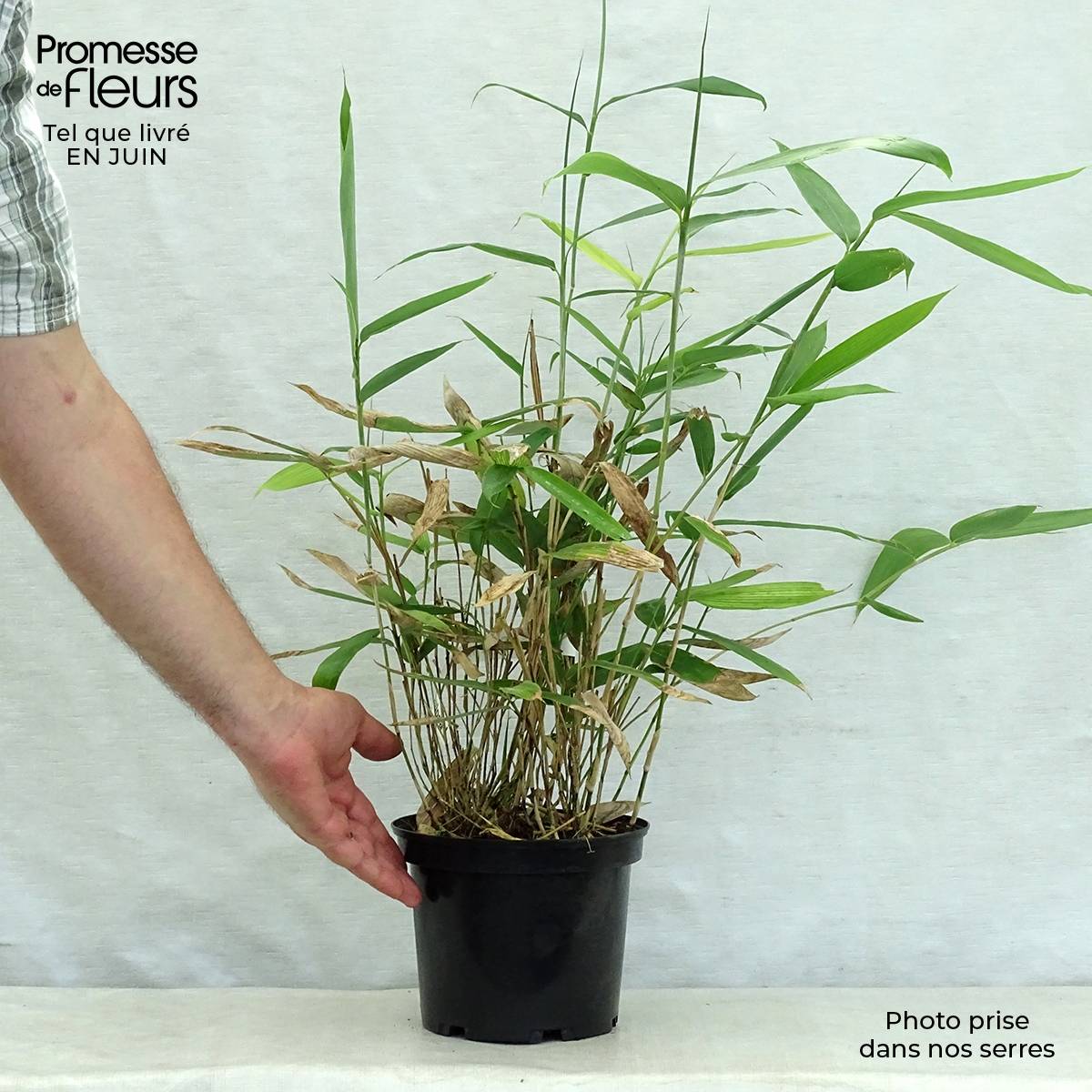 Promesse de Fleurs - Sasa palmata Nebulosa - Petit bambou Pot de 2L/3L - Image 2