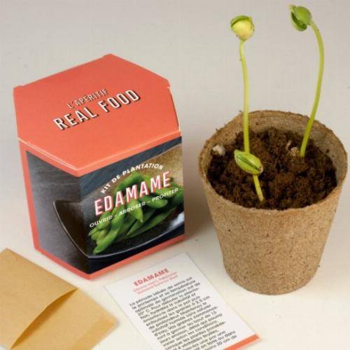 Kits d'auto culture - Tournesol - Image 5