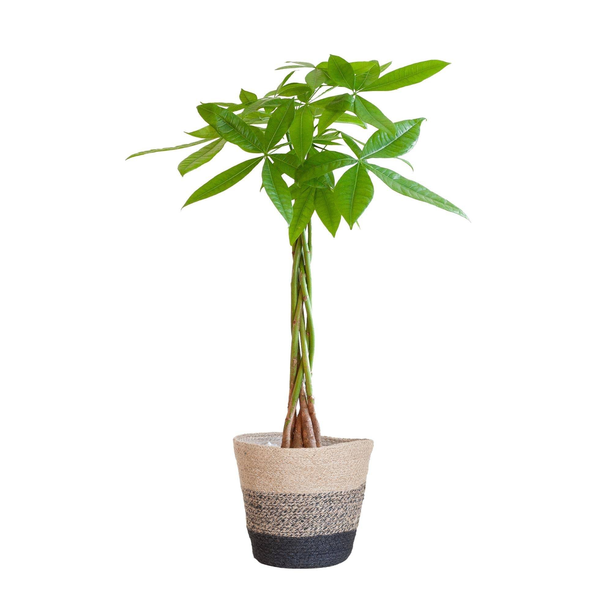 Pachira Aquatica et son pot- La Green Touch Panier Multicolor - Hauteur 80cm
