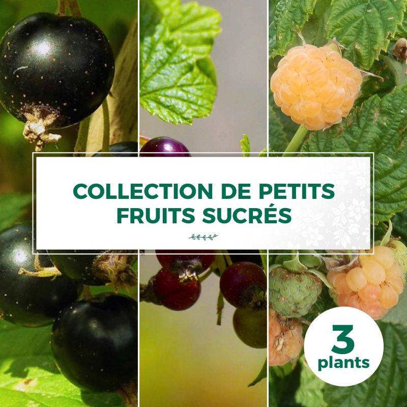 Collection de 3 petits fruits sucrés BIO - Godet 9cm - Pépinières Naudet - Image 1