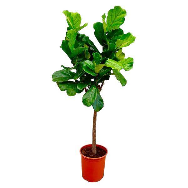 Ficus Lyrata Arbre, 160cm Hoog - D27 H160cm