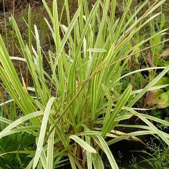 Promesse de Fleurs - Glyceria maxima Variegata - Glycerie panachée Godet de 8/9 cm