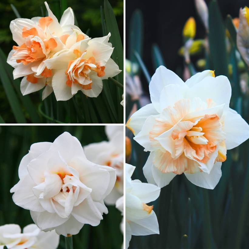Promesse de Fleurs - Collection Chambord - Narcisses à fleurs doubles blancs et saumon - Collection de 30 plantes