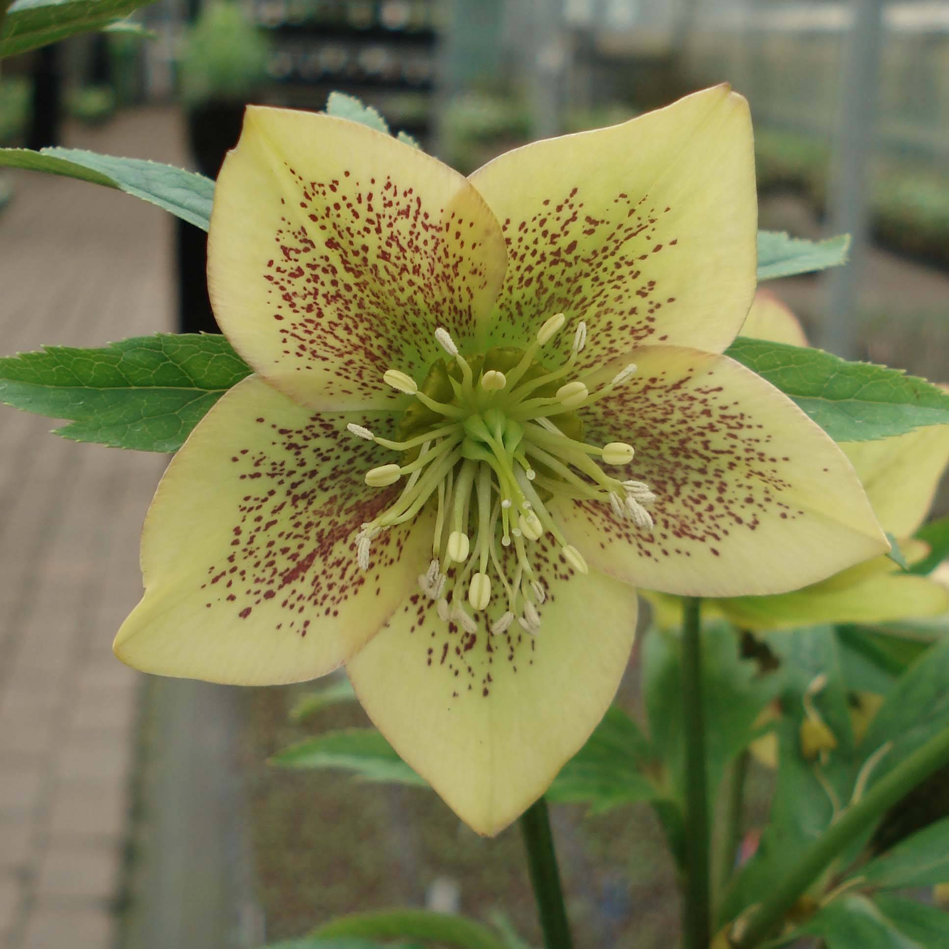 Promesse de Fleurs - Hellébore orientale Abricot guttatus Pot de 2L/3L