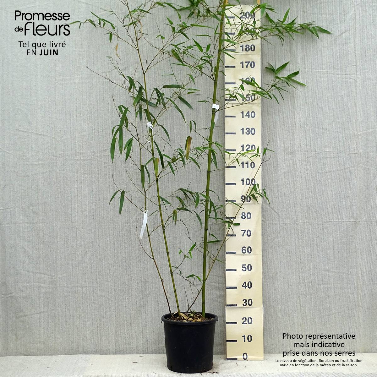 Promesse de Fleurs - Phyllostachys vivax Aureocaulis - Bambou géant Pot de 4L/5L - Image 2