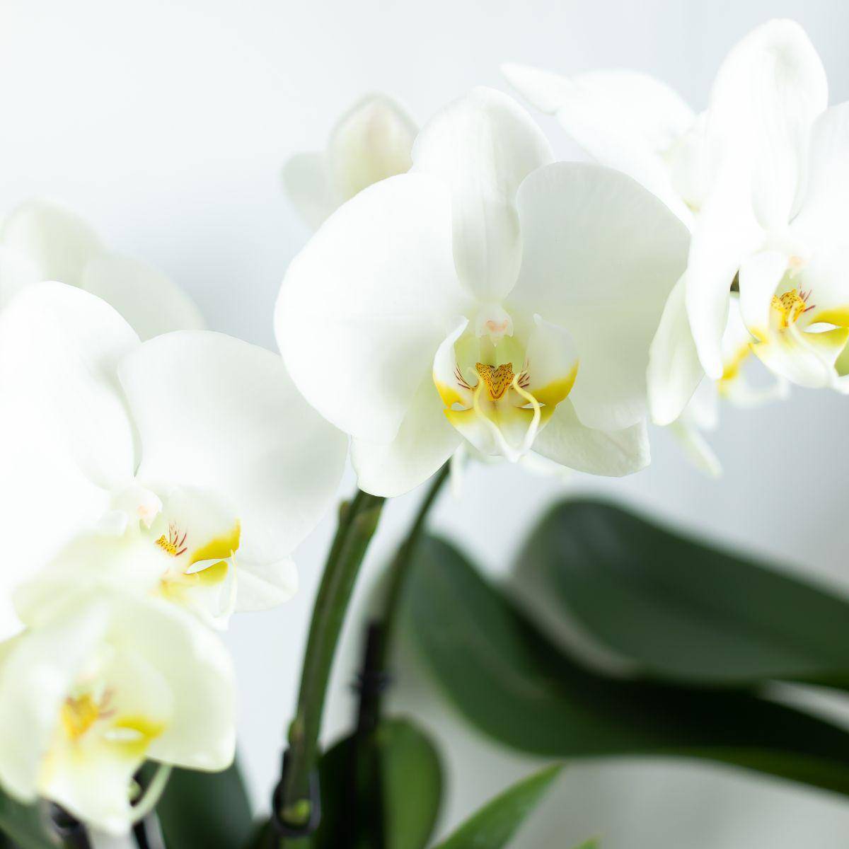 La Green Touch - Orchidée blanche - Ø12cm - plante d'intérieur 45cm - Plante d'intérieur- La Green Touch - Image 5