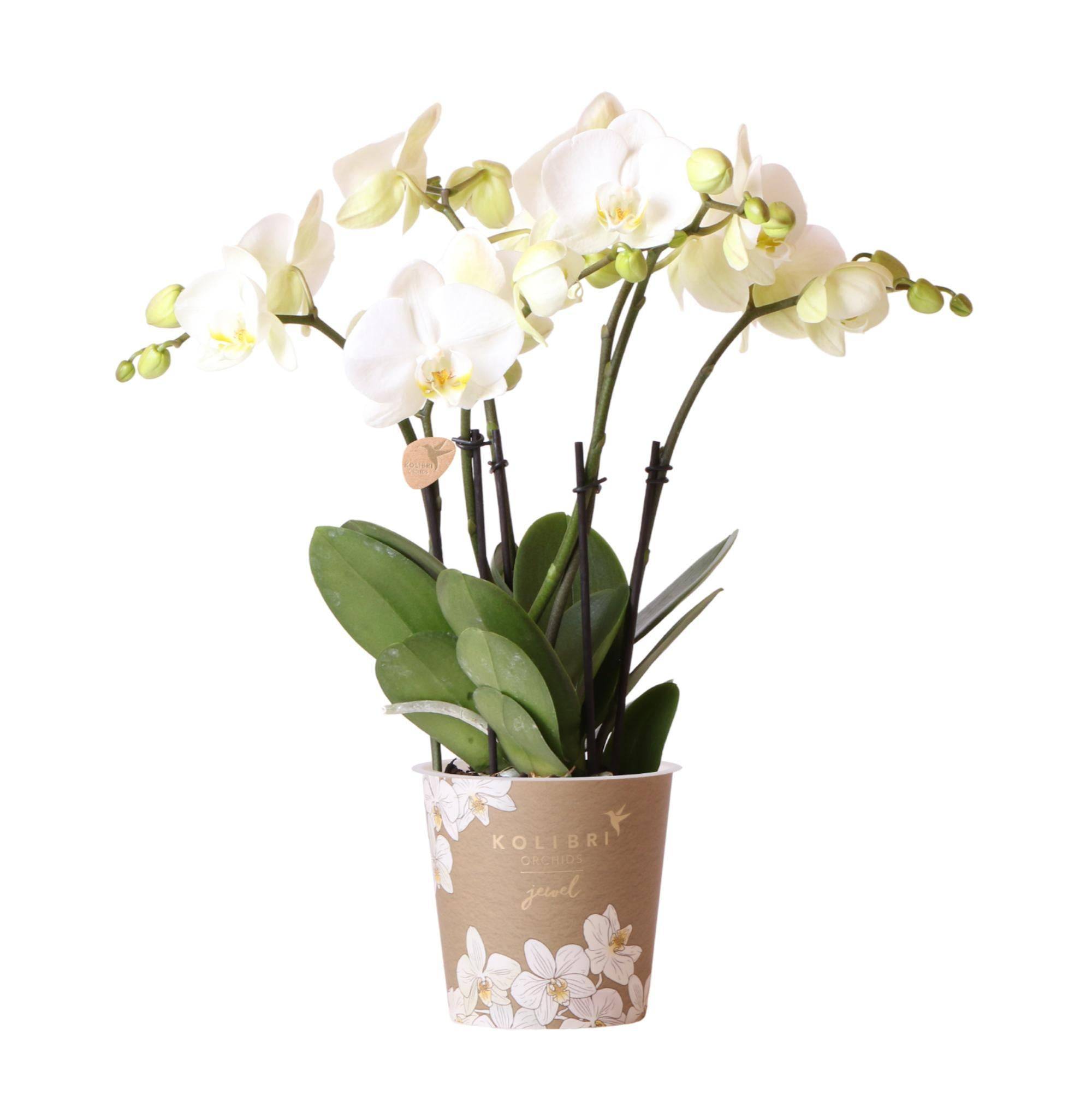 La Green Touch - Orchidée blanche - Ø12cm - plante d'intérieur 45cm - Plante d'intérieur- La Green Touch - Image 1