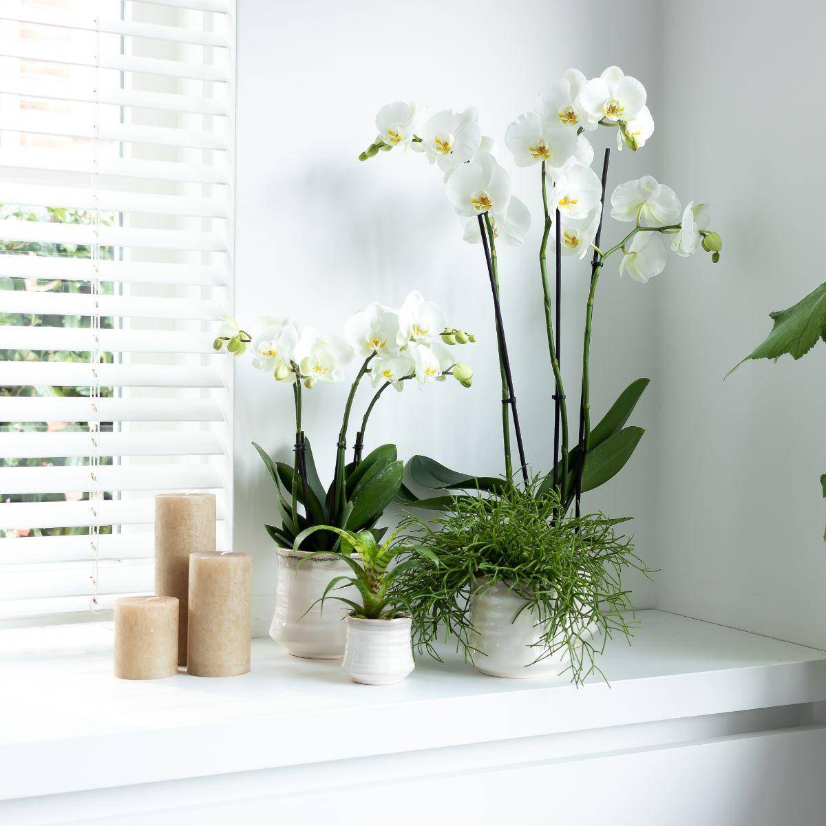 La Green Touch - Orchidée blanche - Ø12cm - plante d'intérieur 45cm - Plante d'intérieur- La Green Touch - Image 4