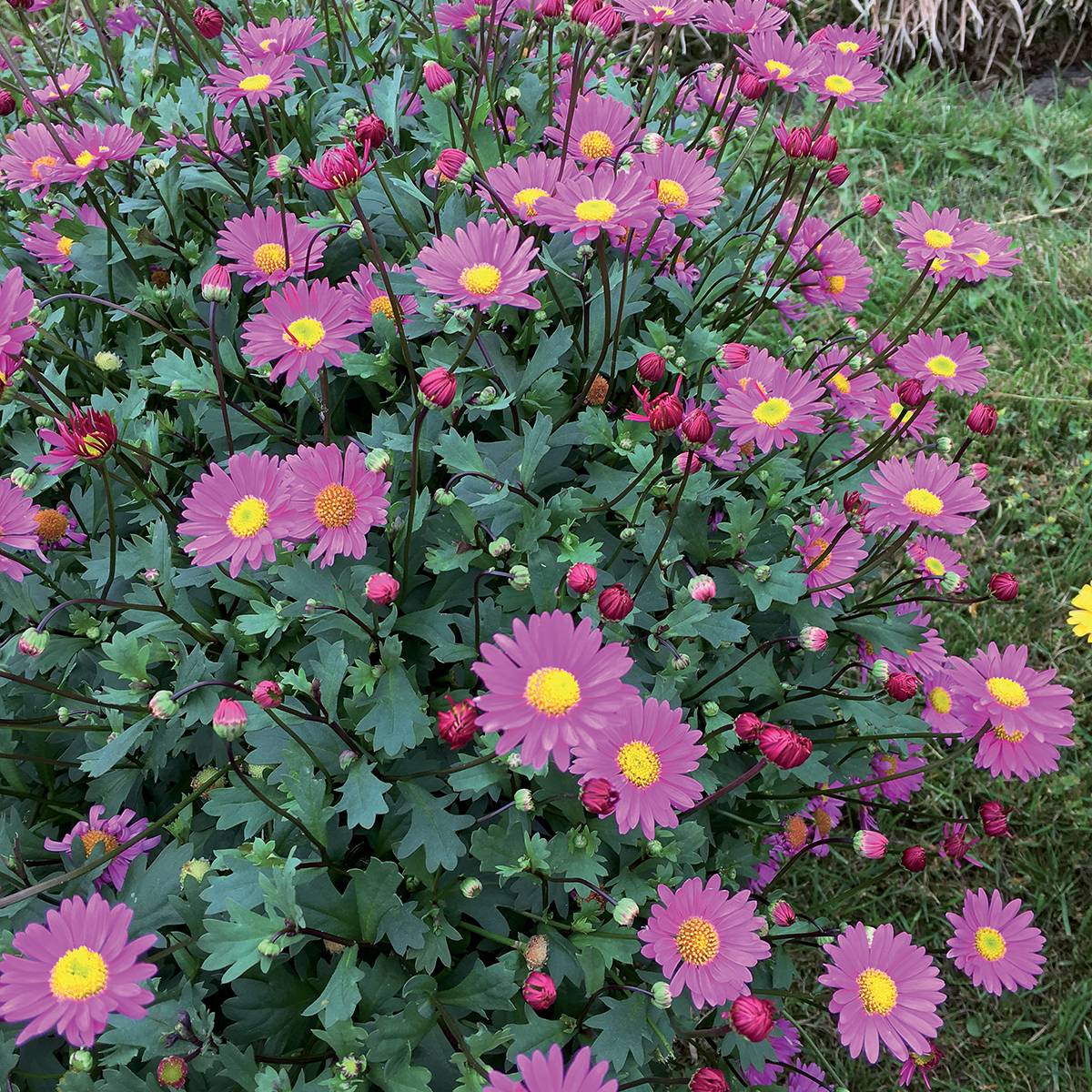 Brachyscome Fresco Bright Pink Mini-motte Ø 3/4 cm (par 5)