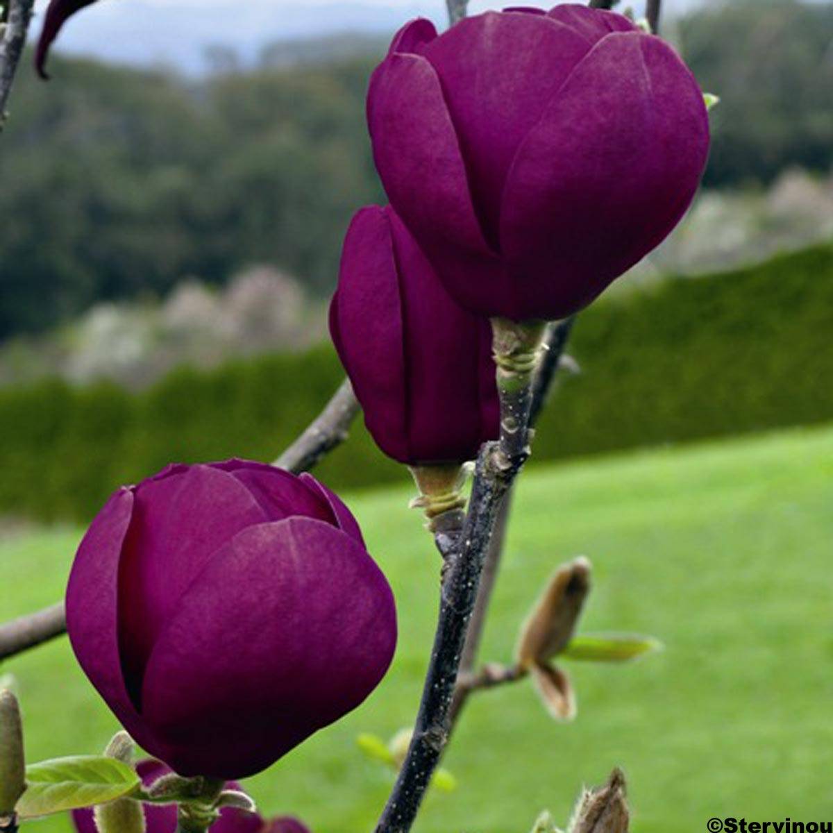 Promesse de Fleurs - Magnolia Black Tulip Pot de 4L/5L - Image 1