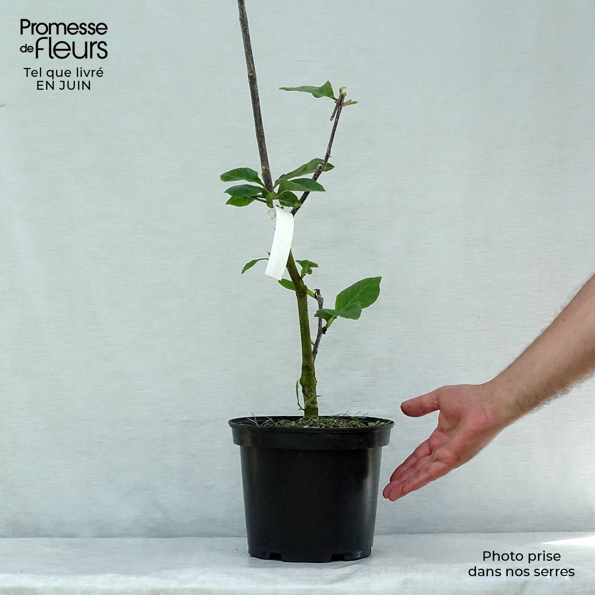 Promesse de Fleurs - Magnolia Black Tulip Pot de 4L/5L - Image 2