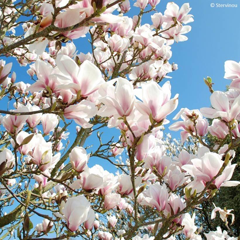 Magnolia x soulangeana Picture Superba Pot de 4L/5L