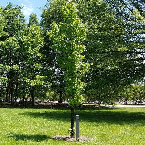 Liquidambar styraciflua Slender Silhouette - Copalme d'Amérique Pot de 7,5L/10L - Image 1