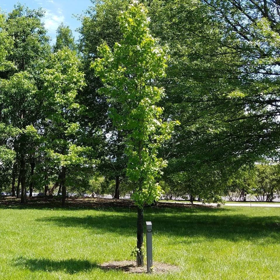 Liquidambar styraciflua Slender Silhouette - Copalme d'Amérique Pot de 7,5L/10L - Image 1