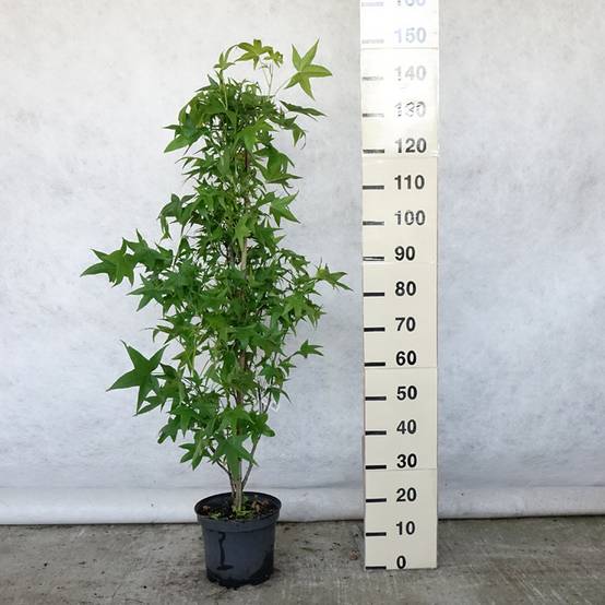 Liquidambar styraciflua Slender Silhouette - Copalme d'Amérique Pot de 7,5L/10L - Image 2