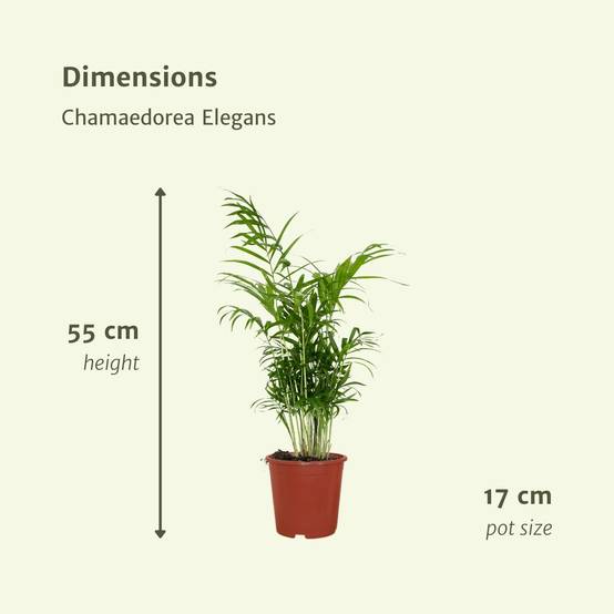 La Green Touch - Chamaedorea Elegans (Palmier de Montagne Mexicain) - D17 H55cm - Image 4