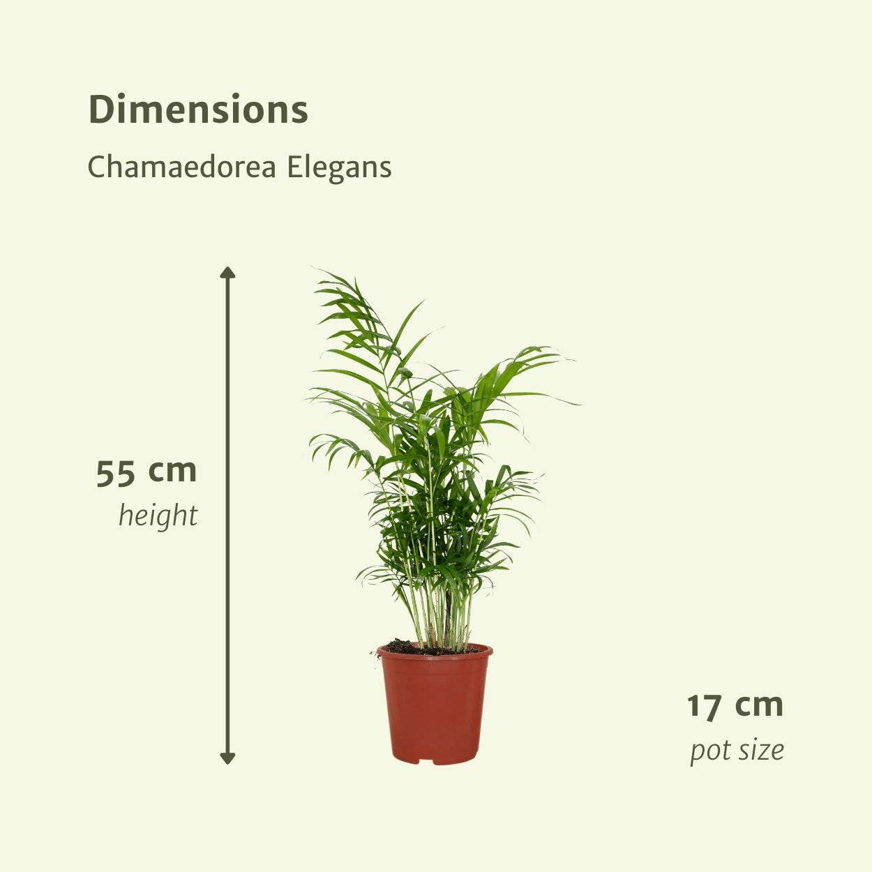 La Green Touch - Chamaedorea Elegans (Palmier de Montagne Mexicain) - D17 H55cm - Image 4