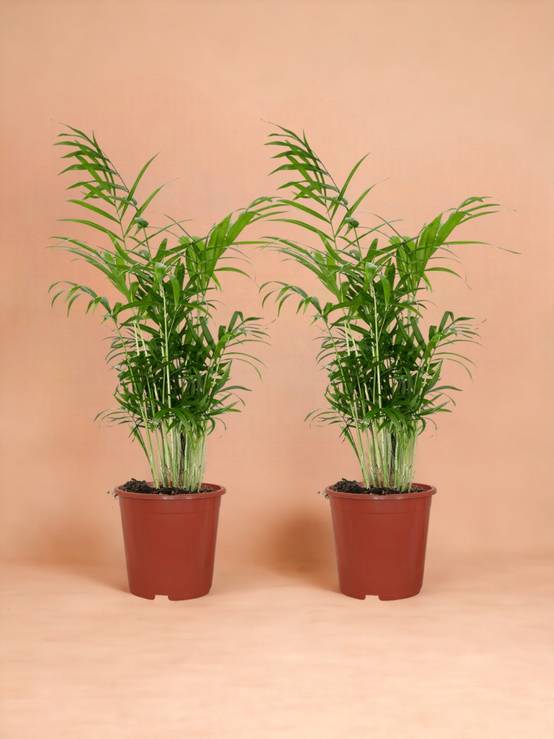 La Green Touch - Chamaedorea Elegans (Palmier de Montagne Mexicain) - D17 H55cm - Image 1