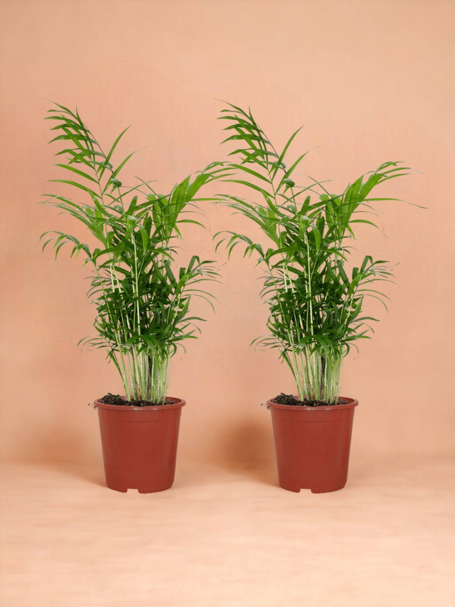 La Green Touch - Chamaedorea Elegans (Palmier de Montagne Mexicain) - D17 H55cm - Image 1