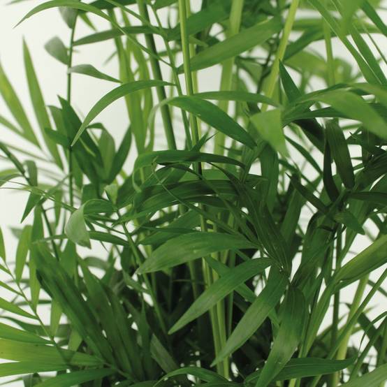 La Green Touch - Chamaedorea Elegans (Palmier de Montagne Mexicain) - D17 H55cm - Image 3