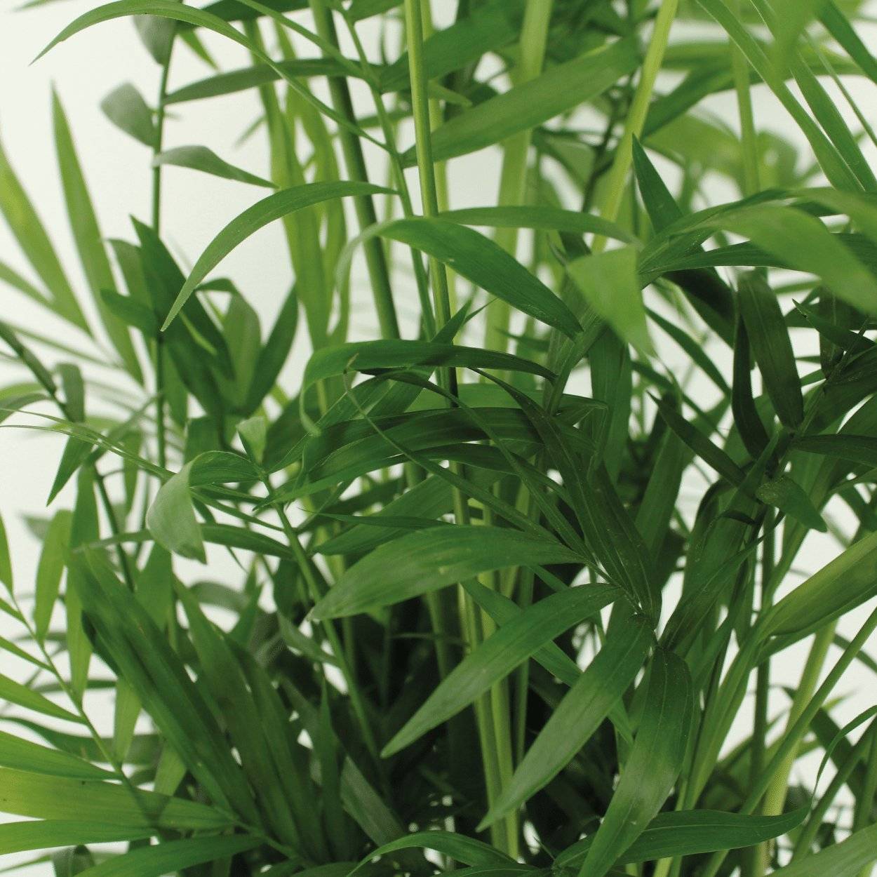 La Green Touch - Chamaedorea Elegans (Palmier de Montagne Mexicain) - D17 H55cm - Image 3