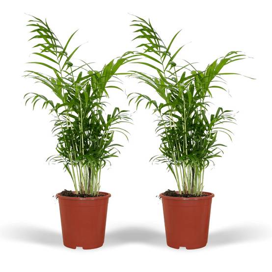 La Green Touch - Chamaedorea Elegans (Palmier de Montagne Mexicain) - D17 H55cm - Image 2