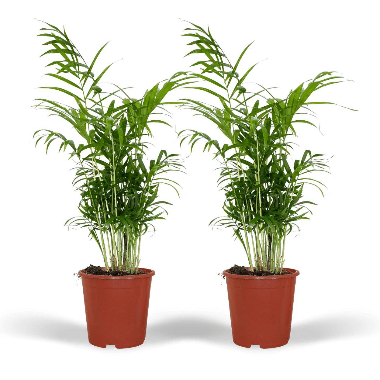 La Green Touch - Chamaedorea Elegans (Palmier de Montagne Mexicain) - D17 H55cm - Image 2
