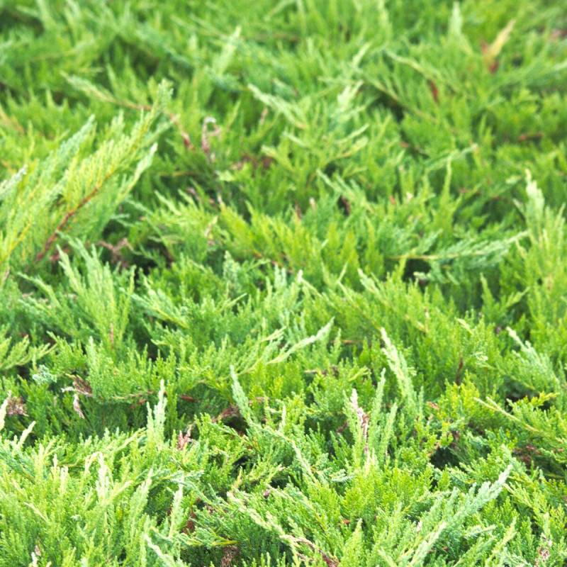 Genévrier sabine Tamariscifolia, Juniperus - Pot de 5L - 40/60 cm - Image 6