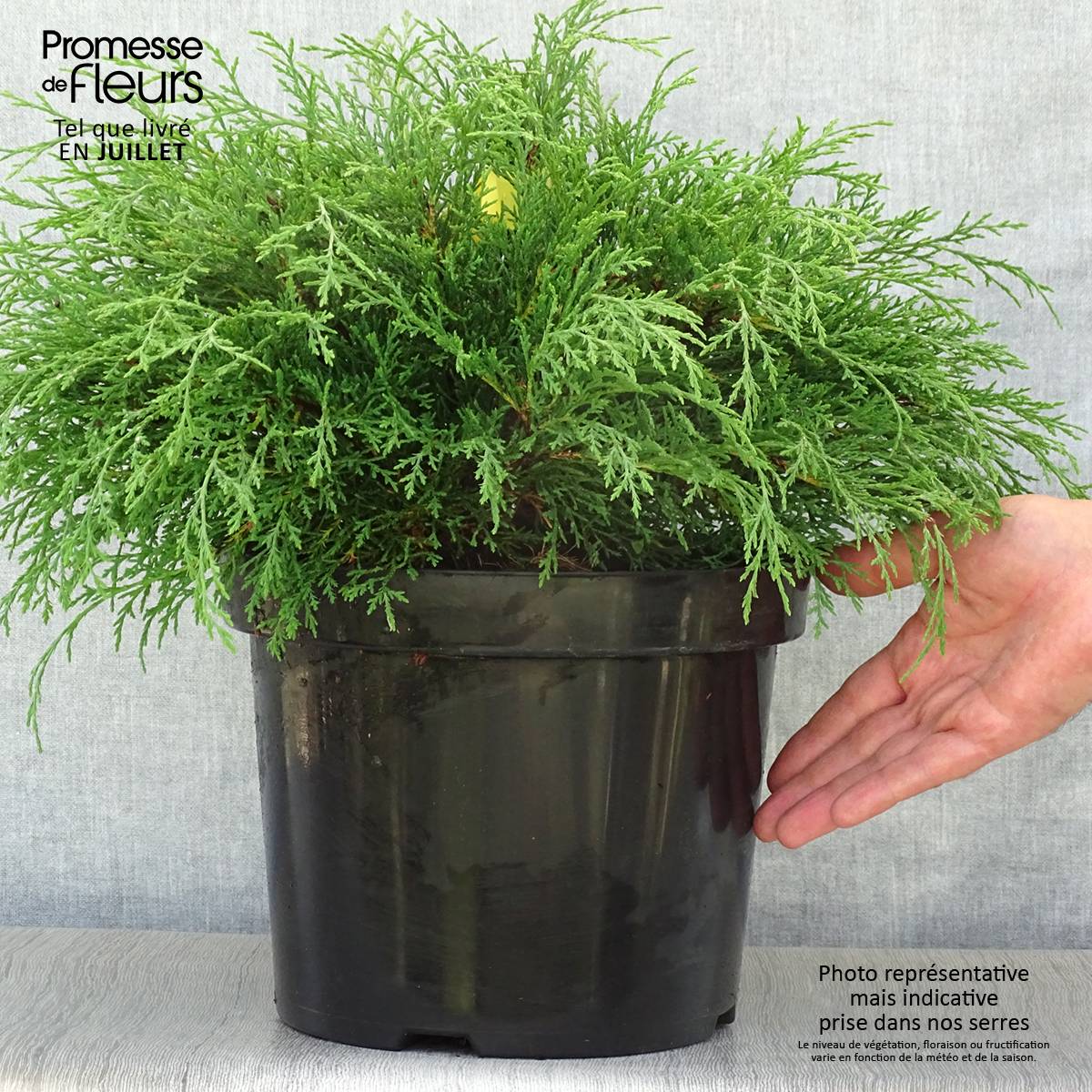 Promesse de Fleurs - Cyprès rampant de Sibérie - Microbiota decussata Pot de 7,5L/10L - Image 2