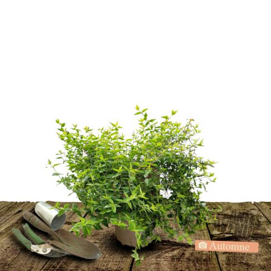 Abelia Kaleidoscope®, Abélia à grandes fleurs à fleurs Blanche/ - feuillage Persistant - Pot de 3L - 20/40 cm - Image 2