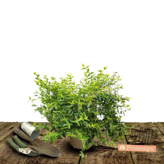 Abelia Kaleidoscope®, Abélia à grandes fleurs à fleurs Blanche/ - feuillage Persistant - Pot de 3L - 20/40 cm - Image 5