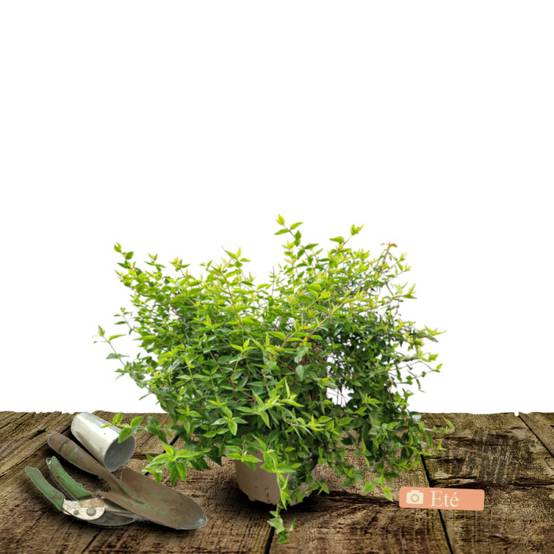 Abelia Kaleidoscope®, Abélia à grandes fleurs à fleurs Blanche/ - feuillage Persistant - Pot de 3L - 20/40 cm - Image 3