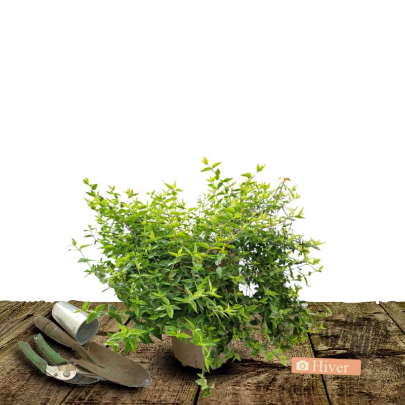 Abelia Kaleidoscope®, Abélia à grandes fleurs à fleurs Blanche/ - feuillage Persistant - Pot de 3L - 20/40 cm - Image 4