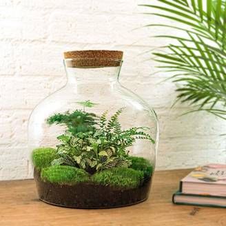 Grand Terrarium en Kit Hanoi - D30 H30cm