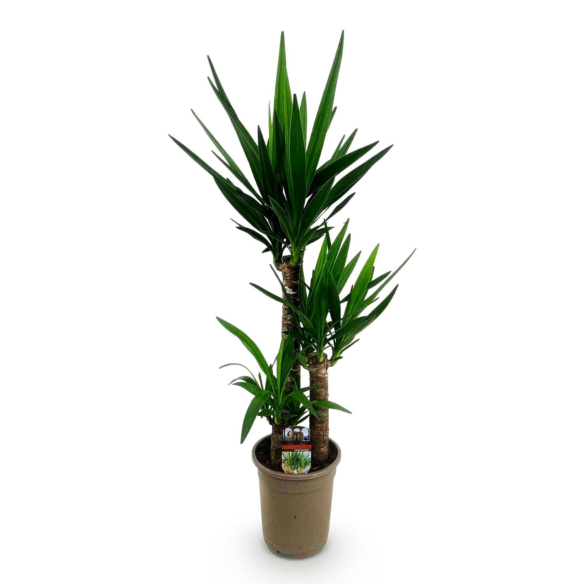 Yucca elephantipes - Yucca - Pot de 21cm - Hauteur 100cm - Sans cache-pot - Plantes d'intérieur - Image 2