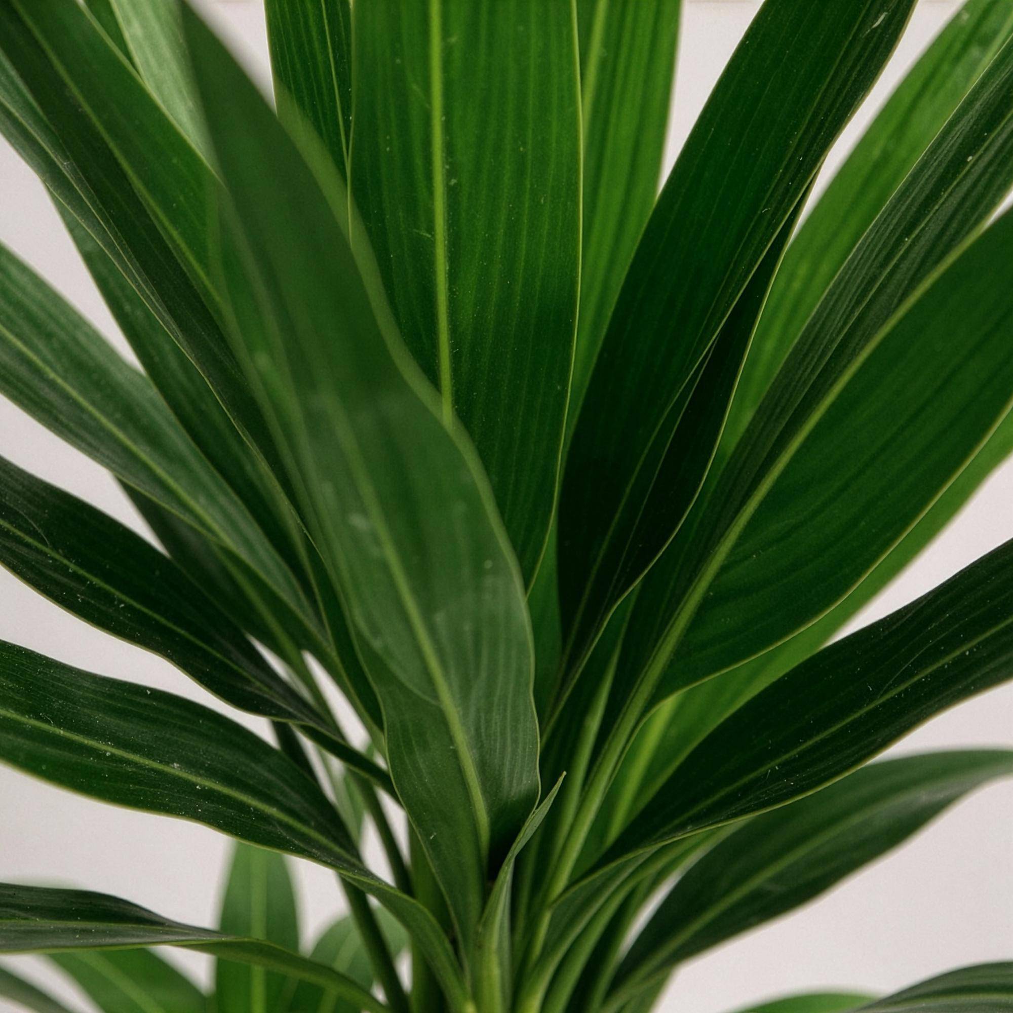 Yucca elephantipes - Yucca - Pot de 21cm - Hauteur 100cm - Sans cache-pot - Plantes d'intérieur - Image 5