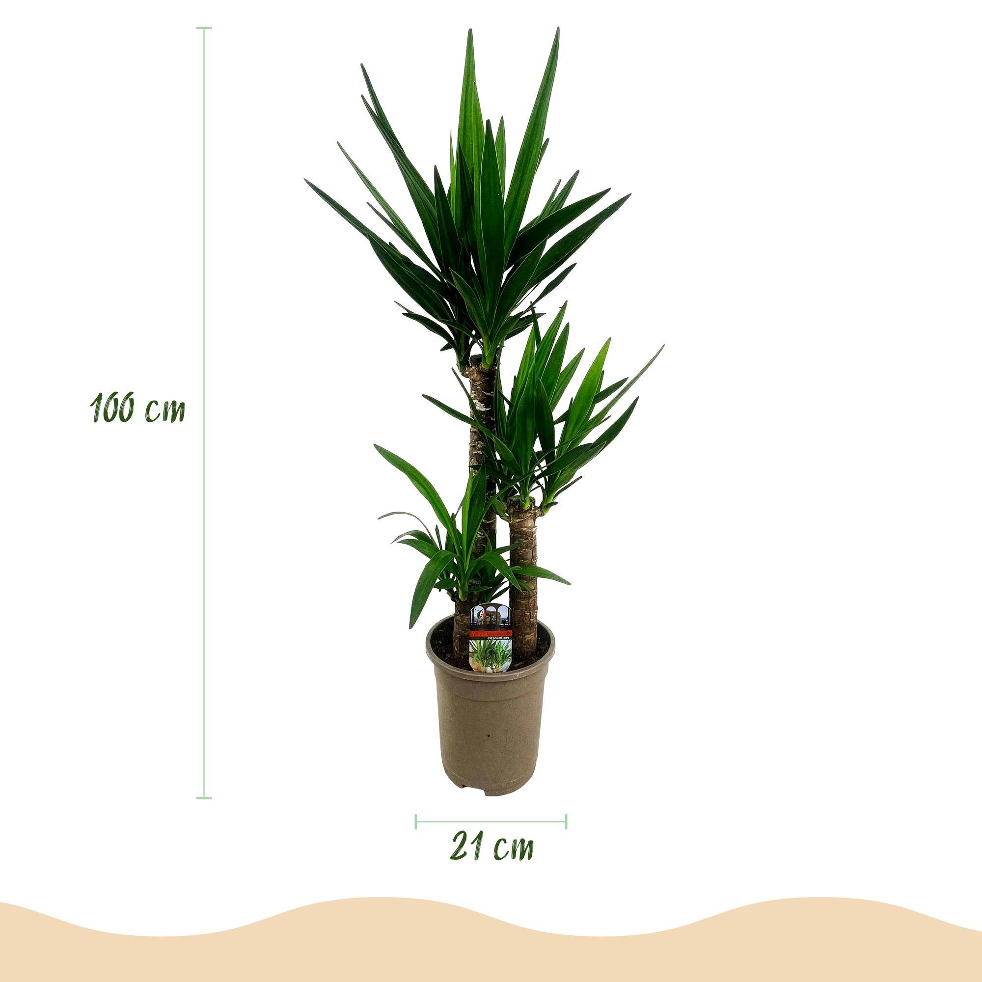 Yucca elephantipes - Yucca - Pot de 21cm - Hauteur 100cm - Sans cache-pot - Plantes d'intérieur - Image 3