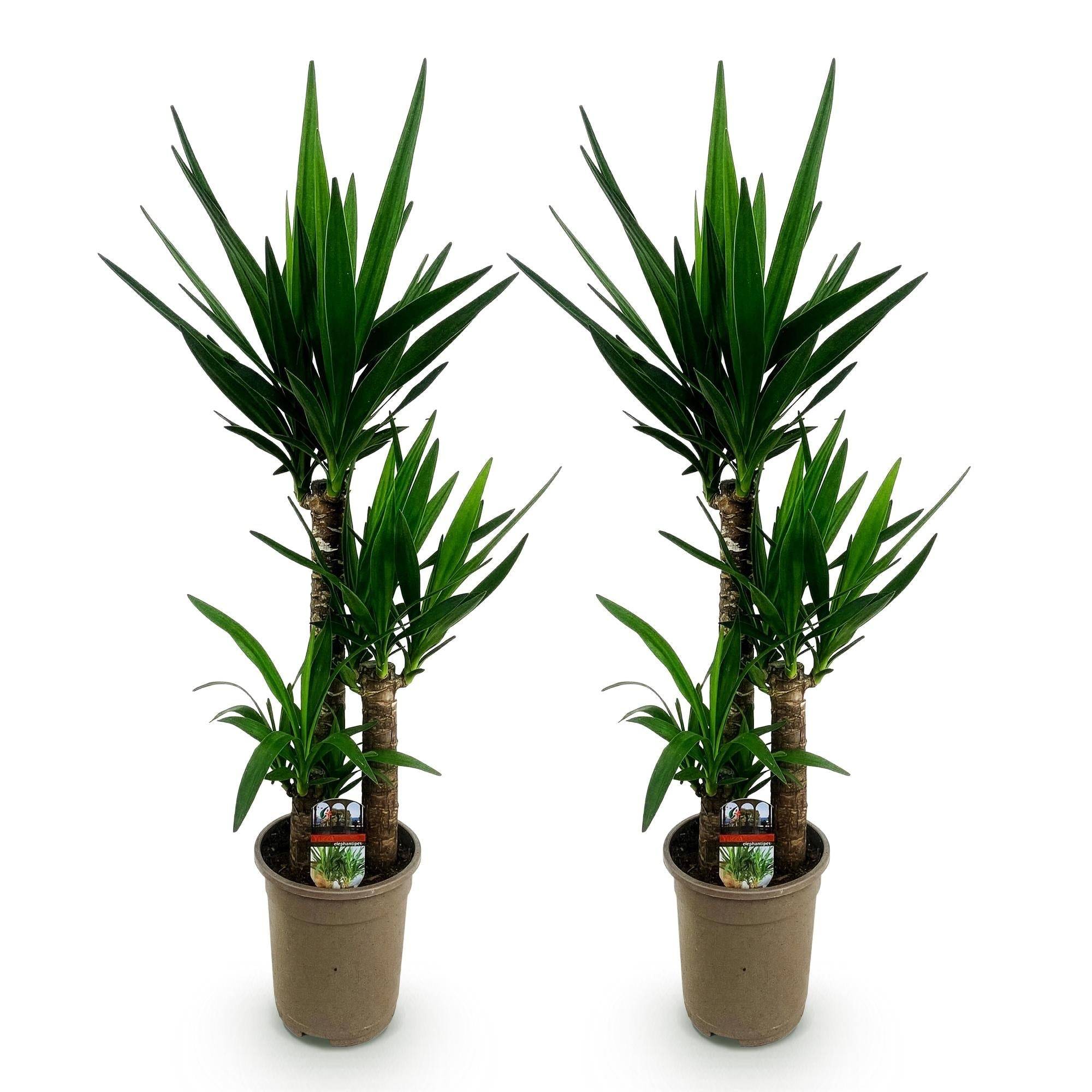 Yucca elephantipes - Yucca - Pot de 21cm - Hauteur 100cm - Sans cache-pot - Plantes d'intérieur - Image 7
