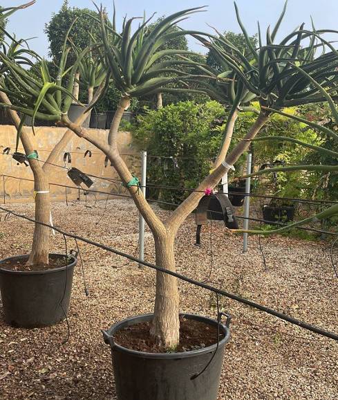 Sans Marque - Aloe barberae (Aloe.bainesii) Taille:Pot de 65L - 150/160cm - Image 5