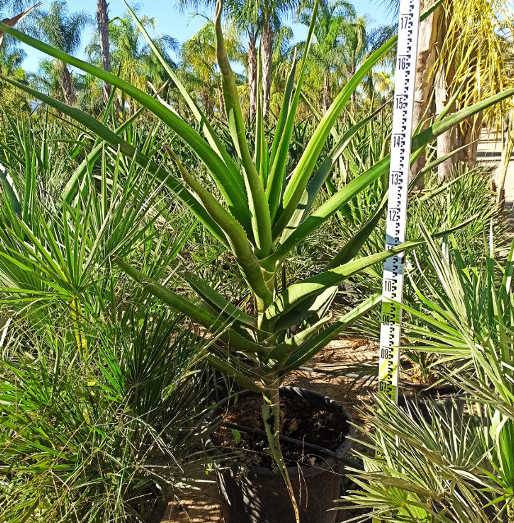 Sans Marque - Aloe barberae (Aloe.bainesii) Taille:Pot de 65L - 150/160cm - Image 3