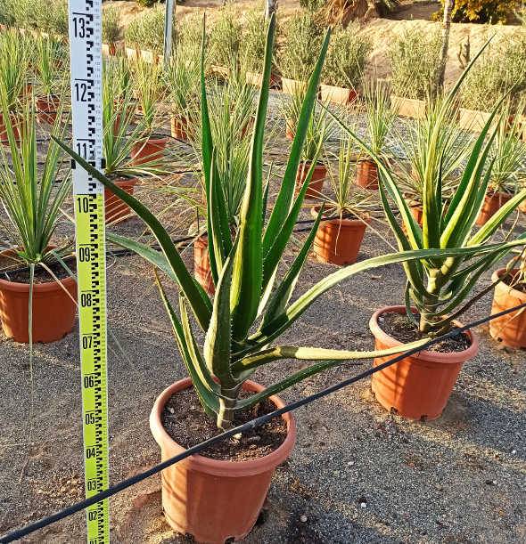 Sans Marque - Aloe barberae (Aloe.bainesii) Taille:Pot de 65L - 150/160cm - Image 2
