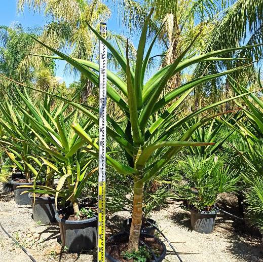 Sans Marque - Aloe barberae (Aloe.bainesii) Taille:Pot de 65L - 150/160cm - Image 4