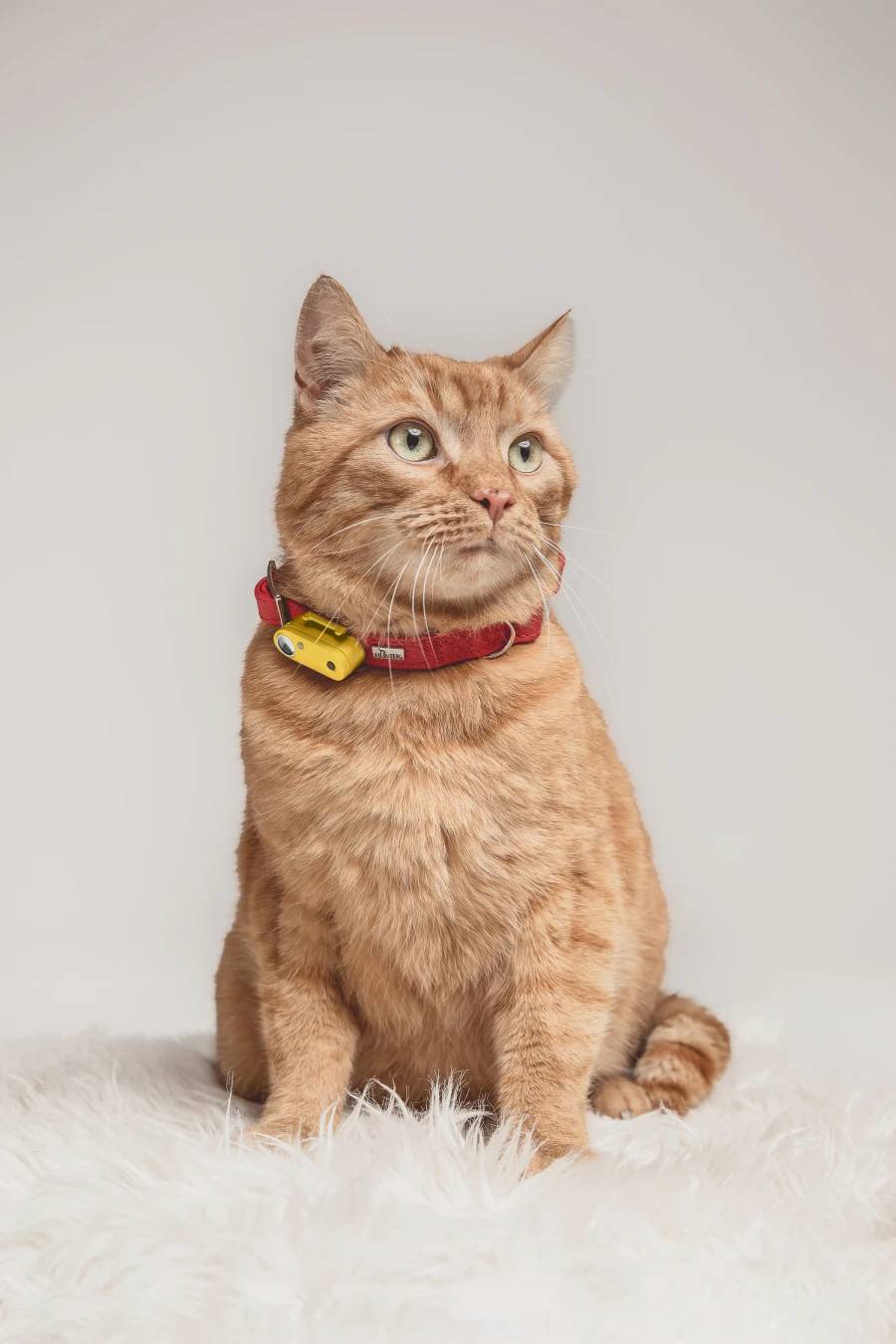Mini Cat Tickless - Marigold - Image 2