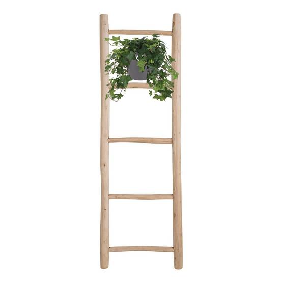 Hedera Helix Vert - D17 - Image 3